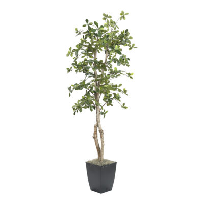 Black Olive Tree in Cardinal Planter 6' - 323847
