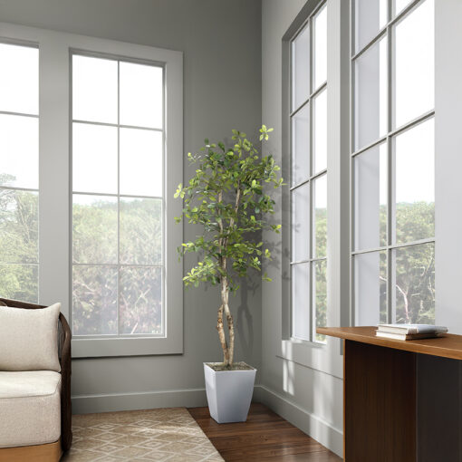 Black Olive Tree in Cardinal Planter 6' - 323848 - Image 2