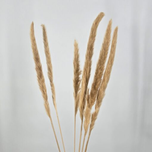 Pack of 6 Tan Pampas Grass - FL2579