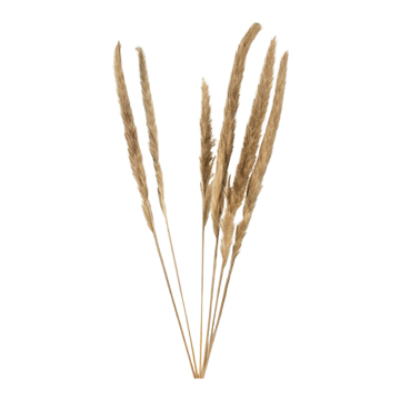 Pack of 6 Tan Pampas Grass - FL2579