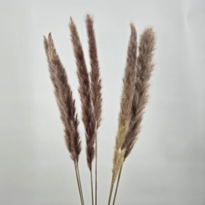 Pack of 6 Grey Pampas Grass - FL2580
