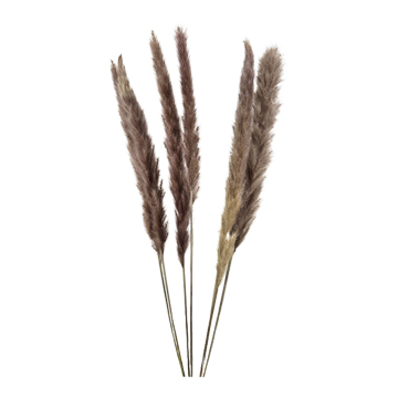 Pack of 6 Grey Pampas Grass - FL2580
