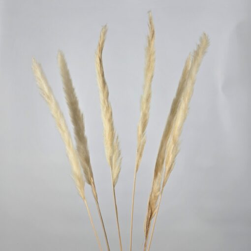 Pack of 6 White Pampas Grass - FL2581