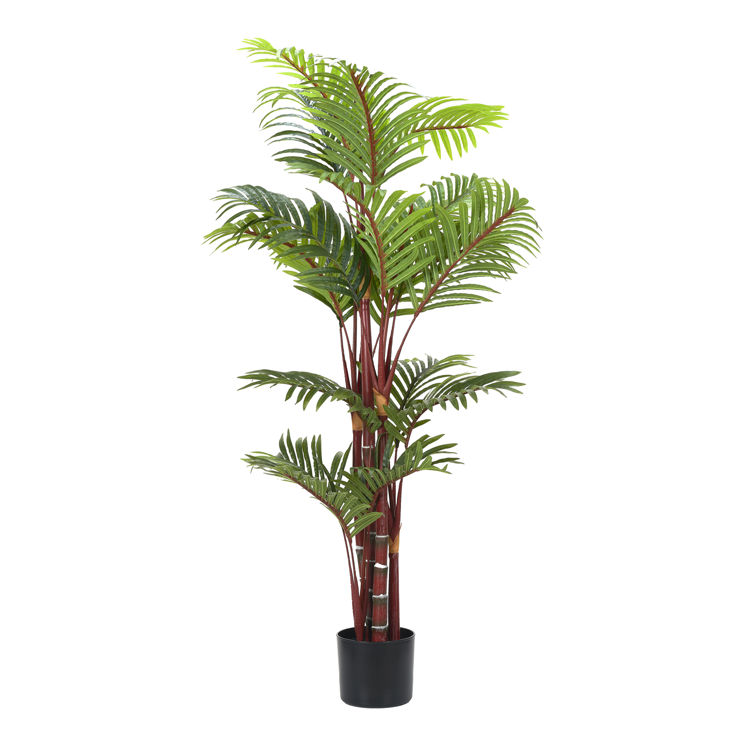 Red Trunked Areca Palm 4' - TL1032