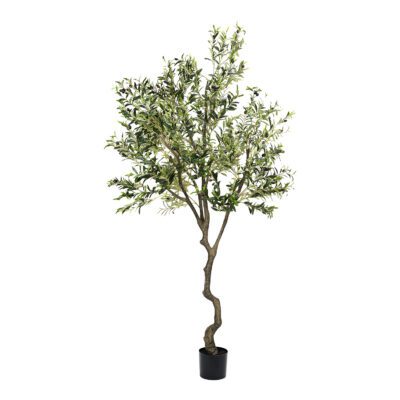 Olive Tree 8' - TL1035
