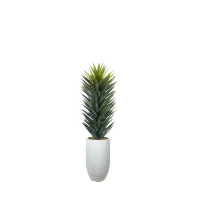 Agave Sisalana in Nell Vase - 1029-3112