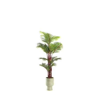 Red Trunk Areca Palm in Romelia Vase 5' - 1032-3115