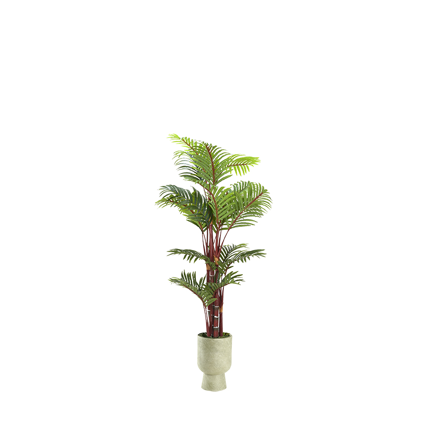 Red Trunk Areca Palm in Romelia Vase 5' - 1032-3115
