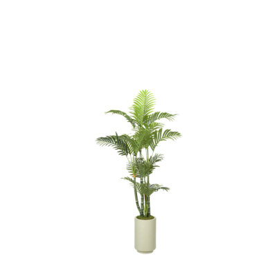 Green Trunk Areca Palm in Rainey Vase 4.6' - 1033-3108