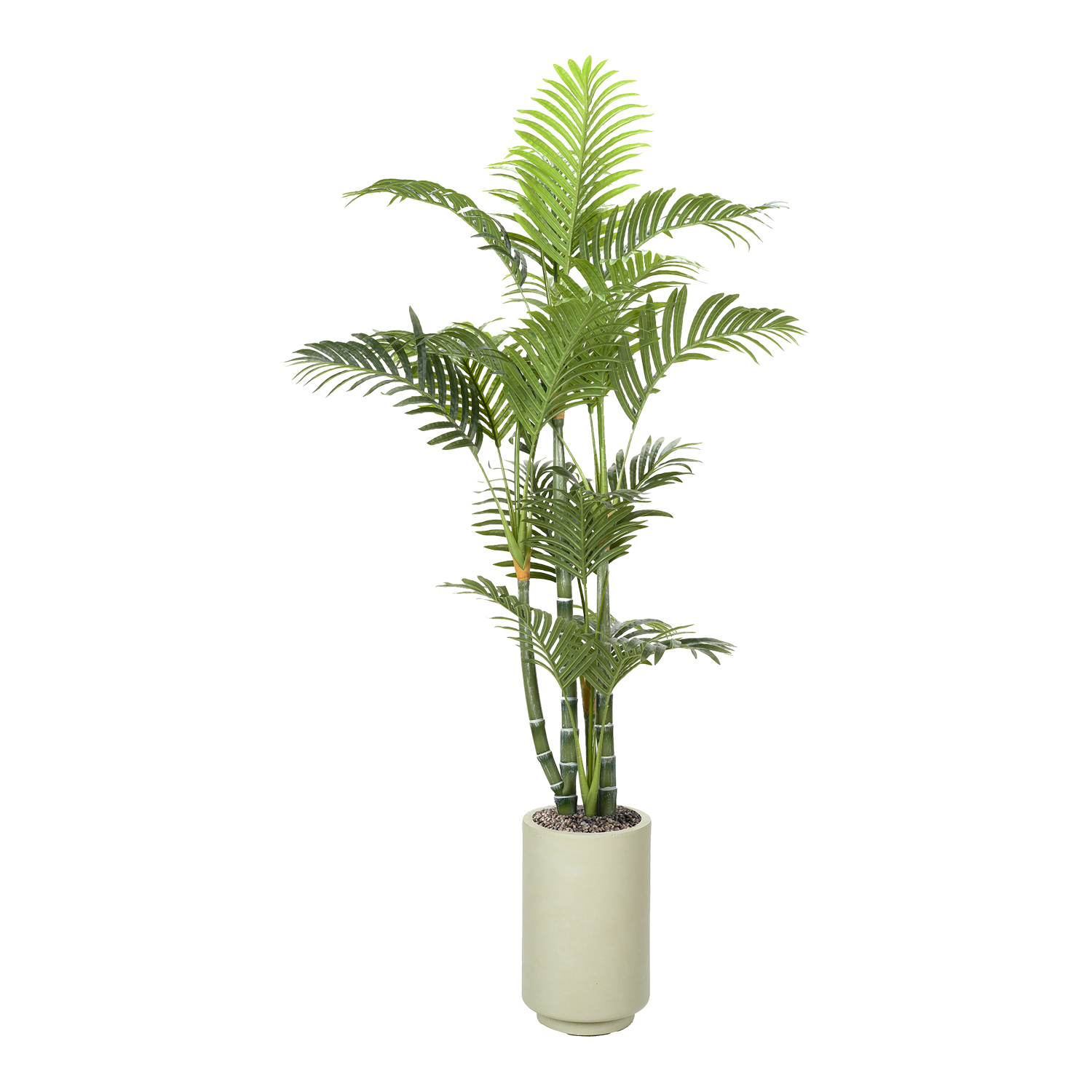 Green Trunk Areca Palm in Rainey Vase 4.6' - 1033-3108