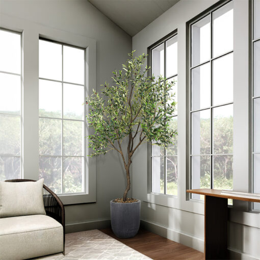 Olive Tree 9' - 1035 - Image 12