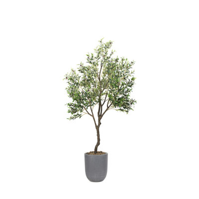Olive Tree 9' - 1035
