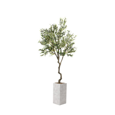 Olive Tree in Everett Planter 9' - 1035-2777
