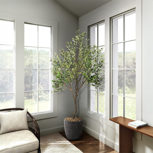Olive Tree 9' - 1035 - Image 4