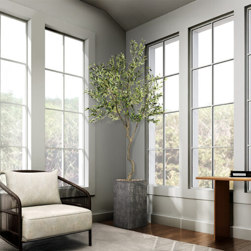 Olive Tree 9' - 1035 - Image 7