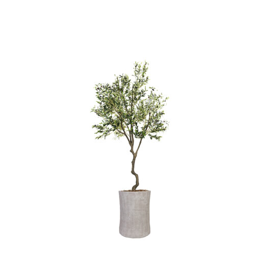 Olive Tree in Weston Planter 9' - 1035-2914
