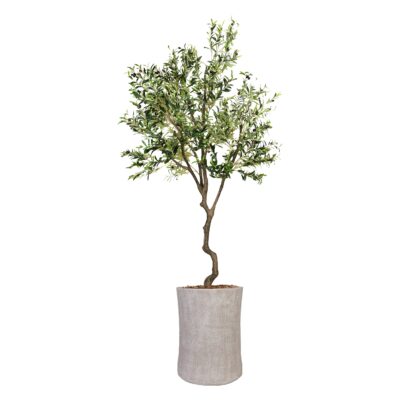 Olive Tree in Weston Planter 9' - 1035-2914