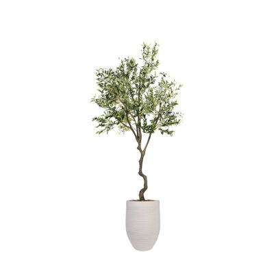 Olive Tree in Kai Planter 9' - 1035-2916