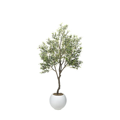 Olive Tree in Porter Planter 8' - 1035-3104