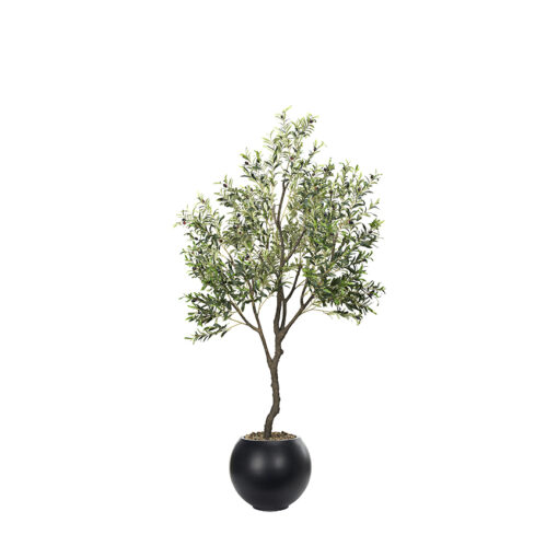 Olive Tree in Porter Planter 8' - 1035-3106