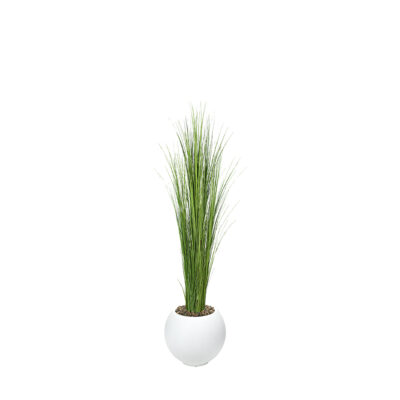 Onion Grass in Porter Planter - 1617-3104