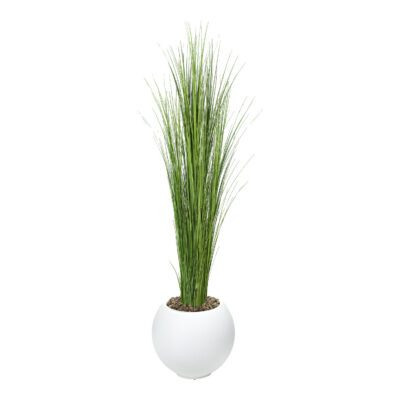 Onion Grass in Porter Planter 6.5' - 1617-3104