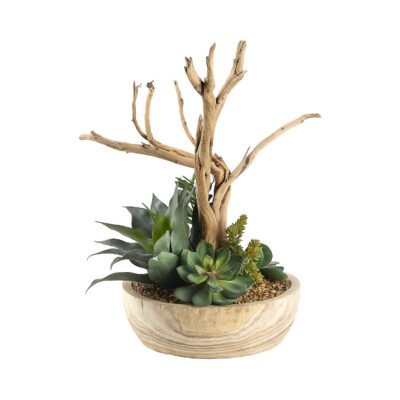 Ghostwood & Assorted Succulents in Ambrose Planter - 249001