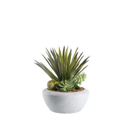 Agave and Assorted Succulents in Triad Planter - 249004