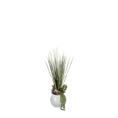 Horsetail Reed, Onion Grass, and Assorted Succulents in Porter Vase - 249012