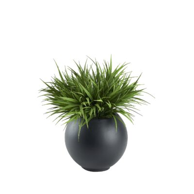 Grass in Black Porter Planter - 249013