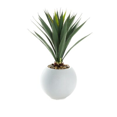 Yucca Plant in White Porter Planter - 249015