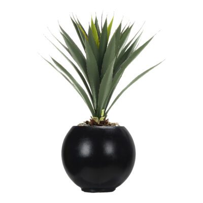 Yucca Plant in Black Porter Planter - 249016