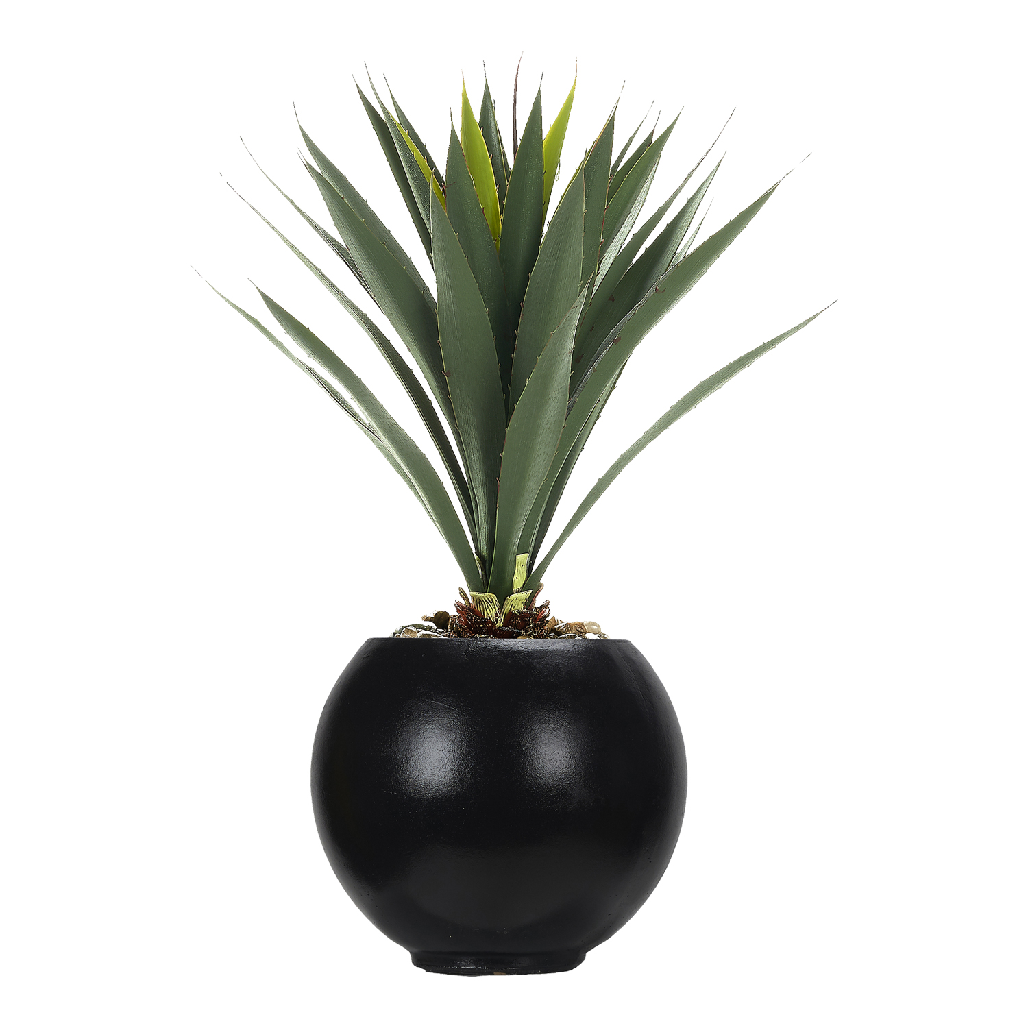 Yucca Plant in Black Porter Planter - 249016