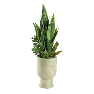 Snake Plant and Succulents in Romelia Planter - 249017