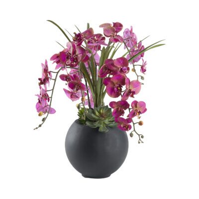 Orchids and Echeverias in Black Porter Planter - 249018