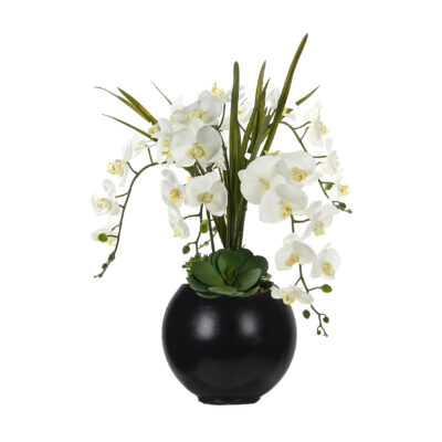White Orchids and Echeverias in Black Porter Planter - 249021