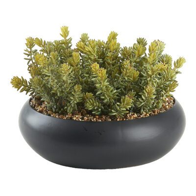 Donkey Tail in Simply Low Bowl - 249022