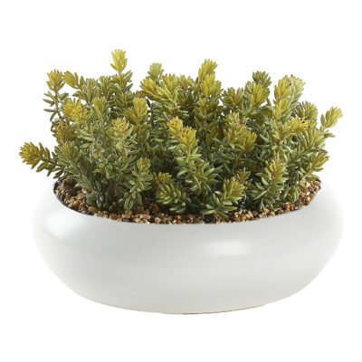 Donkey Tail in Simply Low Bowl - 249023