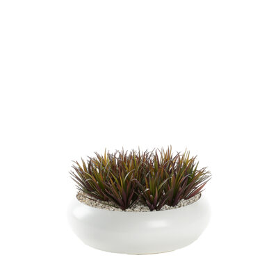 Pineapple Succulent in Simply Low Bowl - 249024