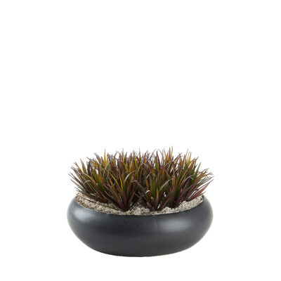 Pineapple Succulent in Simply Low Bowl - 249025