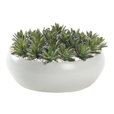 Echeverias in Simply Low Bowl - 249026