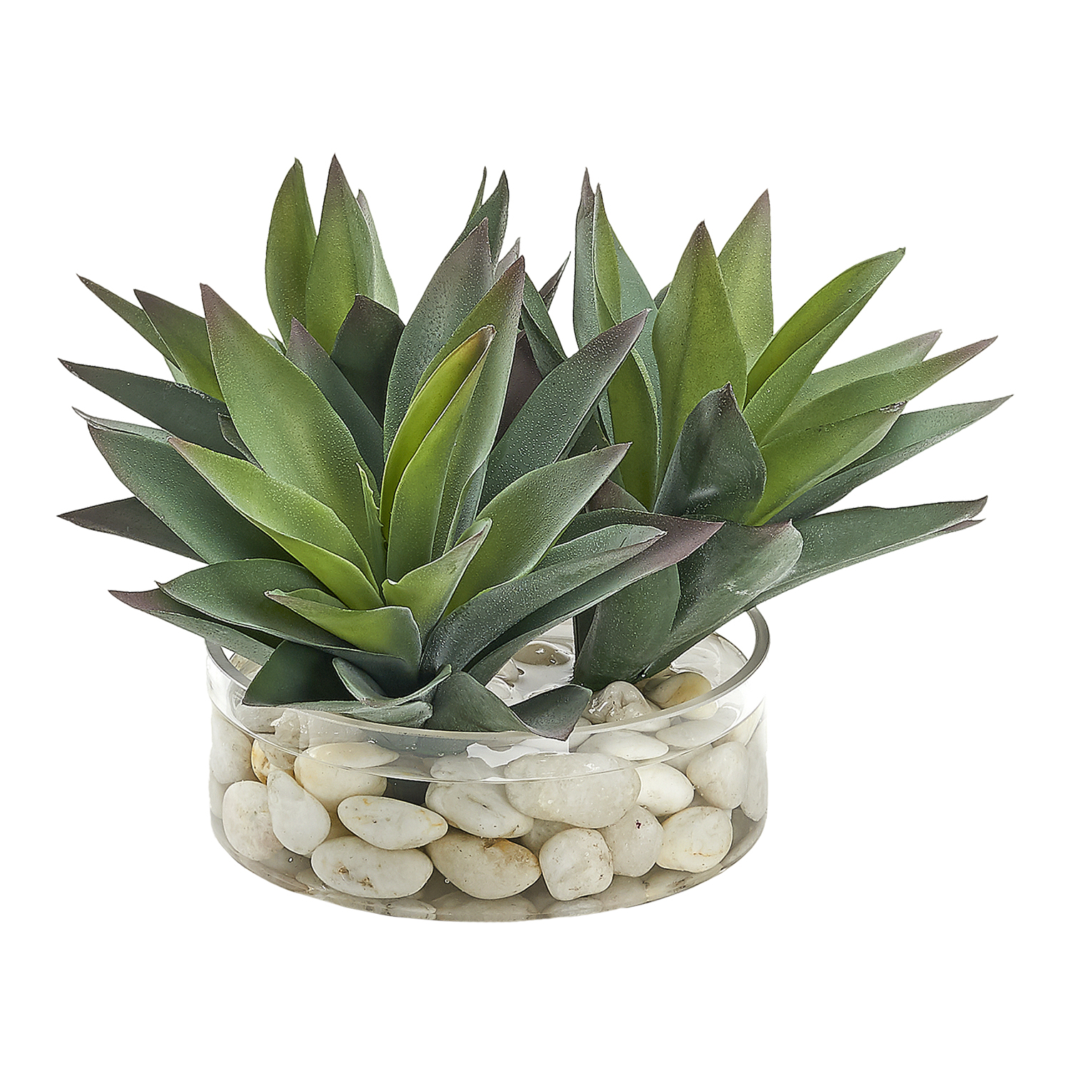 Aloe Plants in Glass Bowl - 249029