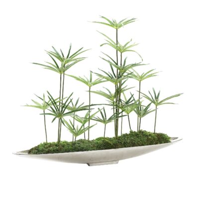 Cyperus Papyrus in Silver Denver Boat - 249031