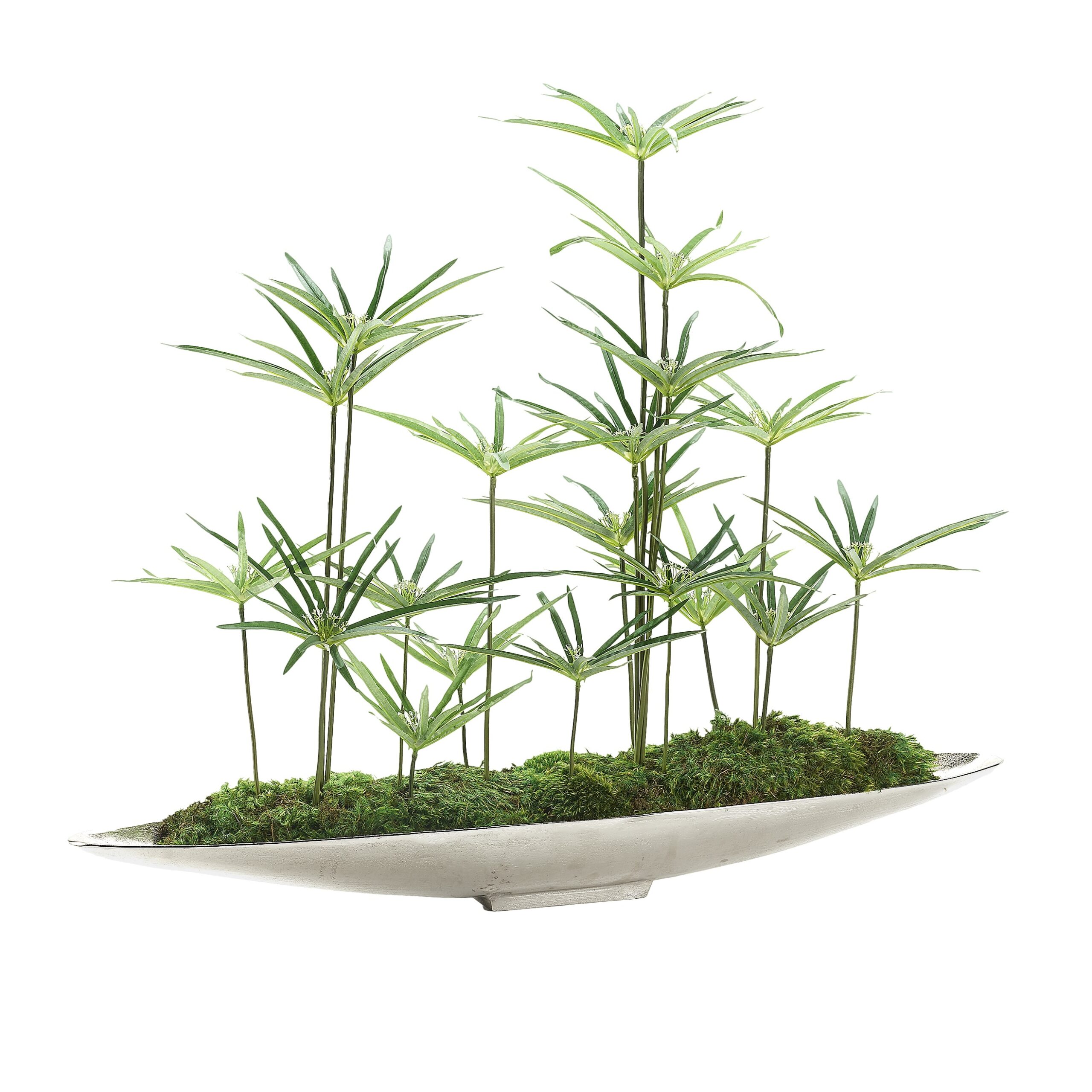 Cyperus Papyrus in Silver Denver Boat - 249031