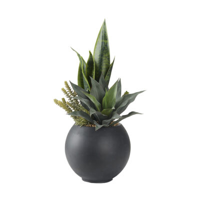 Assorted Succulents in Black Porter Planter - 249041