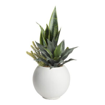Assorted Succulents in White Porter Planter - 249042