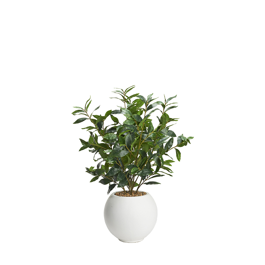 Bay Leaf in White Porter Planter - 249043