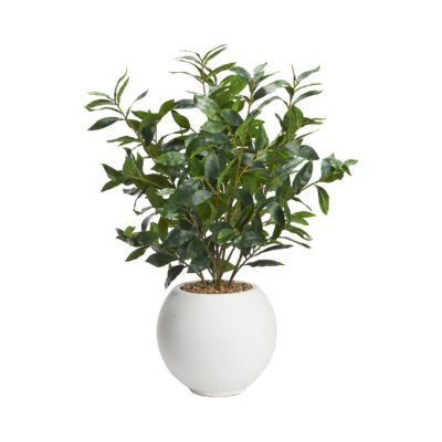 Bay Leaf in White Porter Planter - 249043