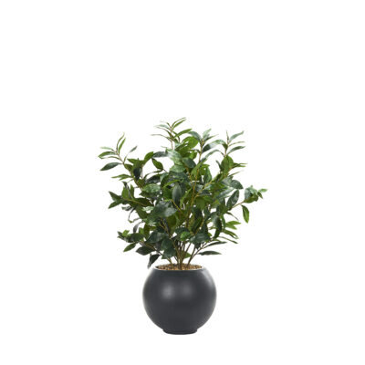 Bay Leaf in Black Porter Planter - 249044