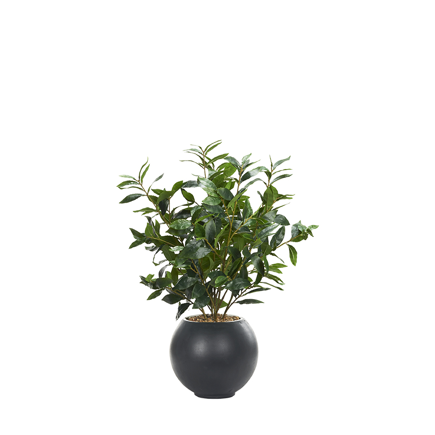 Bay Leaf in Black Porter Planter - 249044